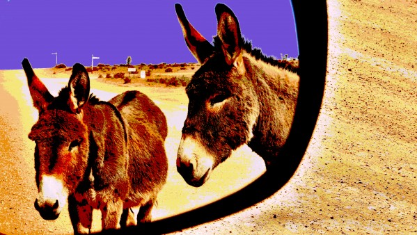 Donkeys of the Outback by Lexa Harpell
